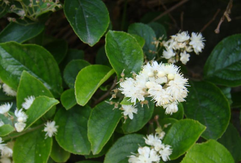 开白花的植物是什麼? > 植物讨论区 > 登山补给站